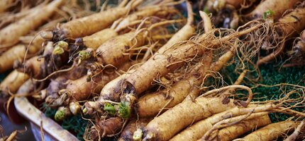 Bylinky na imunitu, ktoré naozaj fungujú. Prečo je kórejský ženšen číslo jeden