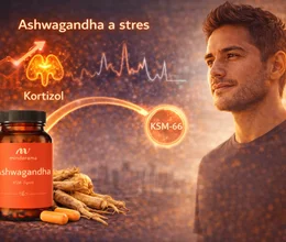 Kortizol a stres: ako Ashwagandha mení tvoju každodennú odolnosť